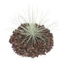 Tillandsia magnusiana - loose Plant