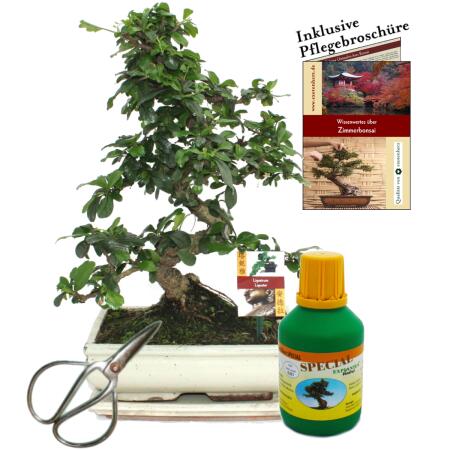 Bonsai - Fukientee - Carmona microphylla - ca. 10 Jahre - 25cm Schale - Geschenk-Set mit Schere und Dünger