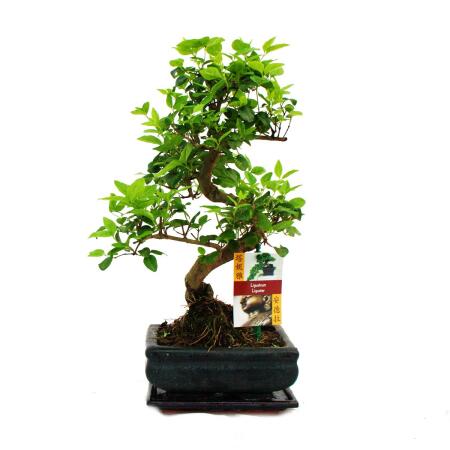 Bonsai Chinesischer Liguster - Ligustrum sinensis - ca. 6 Jahre