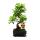 Chinese privet - Ligustrum sinensis - 6 years