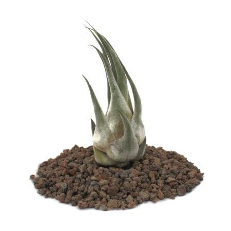 Tillandsia seleriana - small Plant