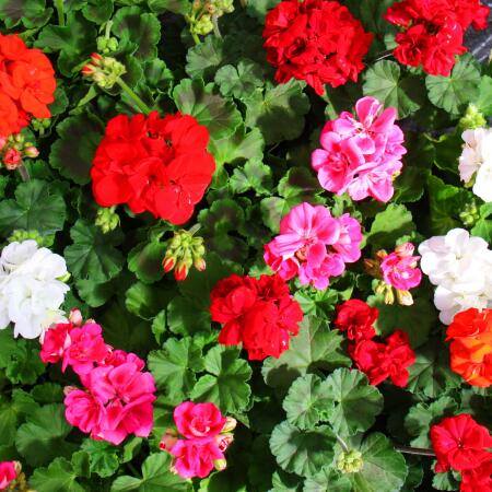 Geraniums standing - Pelargonium zonale - different colors - 12cm pot - set with 6 plants