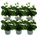 Geraniums standing - Pelargonium zonale - 12cm pot - set with 6 plants - white