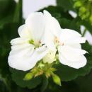 Geraniums standing - Pelargonium zonale - 12cm pot - set with 6 plants - white