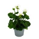 Geranien stehend - Pelargonium zonale - 12cm Topf - Set mit 6 Pflanzen - weiß