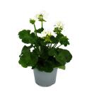 Geraniums standing - Pelargonium zonale - 12cm pot - set with 6 plants - white