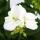 Geranien stehend - Pelargonium zonale - 12cm Topf - Set mit 6 Pflanzen - weiß