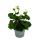 Geraniums standing - Pelargonium zonale - 12cm pot - set with 6 plants - white