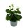 Geranien stehend - Pelargonium zonale - 12cm Topf - Set mit 6 Pflanzen - weiß