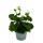 Geraniums standing - Pelargonium zonale - 12cm pot - set with 6 plants - white