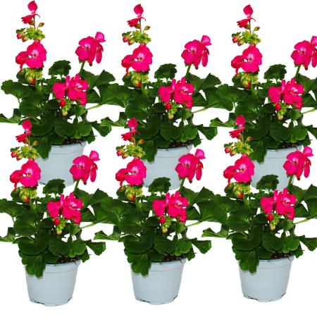 Standing geraniums - Pelargonium zonale - 12cm pot - set with 6 plants - bright pink