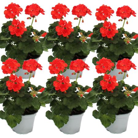 Geraniums standing - Pelargonium zonale - 12cm pot - set with 6 plants - orange