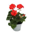 Geranien stehend - Pelargonium zonale - 12cm Topf - Set mit 6 Pflanzen - orange