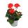 Geraniums standing - Pelargonium zonale - 12cm pot - set with 6 plants - orange