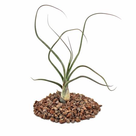 Tillandsia baileyi - loose Plant
