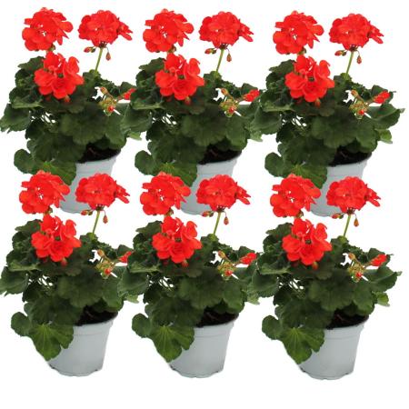 Standing geraniums - Pelargonium zonale - 12cm pot - set with 6 plants - light red
