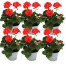 Géraniums sur pied - Pelargonium zonale - pot 12cm...