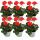 Géraniums sur pied - Pelargonium zonale - pot 12cm - set de 6 plantes - rouge clair