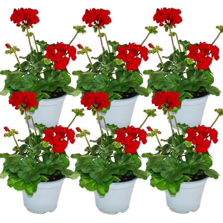 Geraniums standing - Pelargonium zonale - 12cm pot - set with 6 plants - dark red