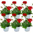 Geraniums standing - Pelargonium zonale - 12cm pot - set with 6 plants - dark red