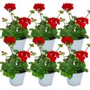 Geranien stehend - Pelargonium zonale - 12cm Topf - Set...