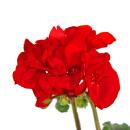 Geranien stehend - Pelargonium zonale - 12cm Topf - Set mit 6 Pflanzen - dunkelrot