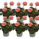 Geraniums standing - Pelargonium zonale - 12cm pot - set with 6 plants - pink