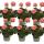 Geranien stehend - Pelargonium zonale - 12cm Topf - Set mit 6 Pflanzen - rosa
