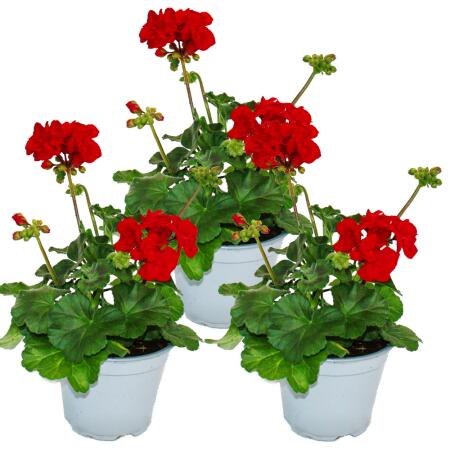 Géraniums sur pied - Pelargonium zonale - pot 12cm - set de 3 plantes - rouge foncé