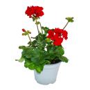 Standing geraniums - Pelargonium zonale - 12cm pot - set with 3 plants - dark red