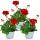 Standing geraniums - Pelargonium zonale - 12cm pot - set with 3 plants - dark red