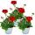 Géraniums sur pied - Pelargonium zonale - pot 12cm - set de 3 plantes - rouge foncé