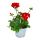 Géraniums sur pied - Pelargonium zonale - pot 12cm - set de 3 plantes - rouge foncé