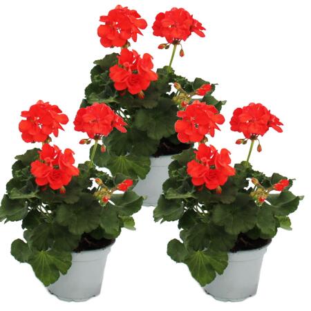 Géraniums debout - Pelargonium zonale - pot 12cm - set de 3 plantes - rouge clair