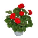 Geraniums standing - Pelargonium zonale - 12cm pot - set with 3 plants - light red