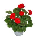 Géraniums debout - Pelargonium zonale - pot 12cm - set de 3 plantes - rouge clair