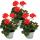 Geraniums standing - Pelargonium zonale - 12cm pot - set with 3 plants - light red