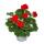 Géraniums debout - Pelargonium zonale - pot 12cm - set de 3 plantes - rouge clair