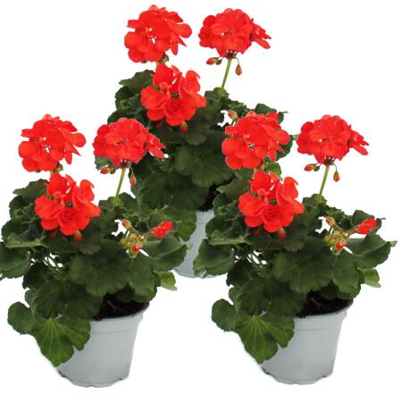 Géraniums debout - Pelargonium zonale - pot 12cm - set de 3 plantes - orange