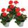 Géraniums debout - Pelargonium zonale - pot 12cm - set de 3 plantes - orange