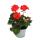 Géraniums debout - Pelargonium zonale - pot 12cm - set de 3 plantes - orange