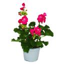 Geranien stehend - Pelargonium zonale - 12cm Topf - Set mit 3 Pflanzen - pink