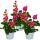 Geranien stehend - Pelargonium zonale - 12cm Topf - Set mit 3 Pflanzen - pink