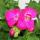 Geranien stehend - Pelargonium zonale - 12cm Topf - Set mit 3 Pflanzen - pink