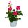 Geranien stehend - Pelargonium zonale - 12cm Topf - Set mit 3 Pflanzen - pink