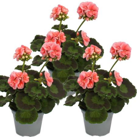 Geraniums standing - Pelargonium zonale - 12cm pot - set with 3 plants - pink