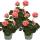 Geranien stehend - Pelargonium zonale - 12cm Topf - Set mit 3 Pflanzen - rosa