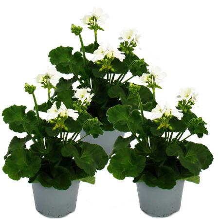 Standing geraniums - Pelargonium zonale - 12cm pot - set with 3 plants - white