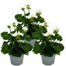 Geranien stehend - Pelargonium zonale - 12cm Topf - Set mit 3 Pflanzen - weiß