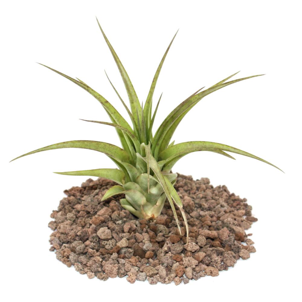 Tillandsia Brachycaulos Abdida